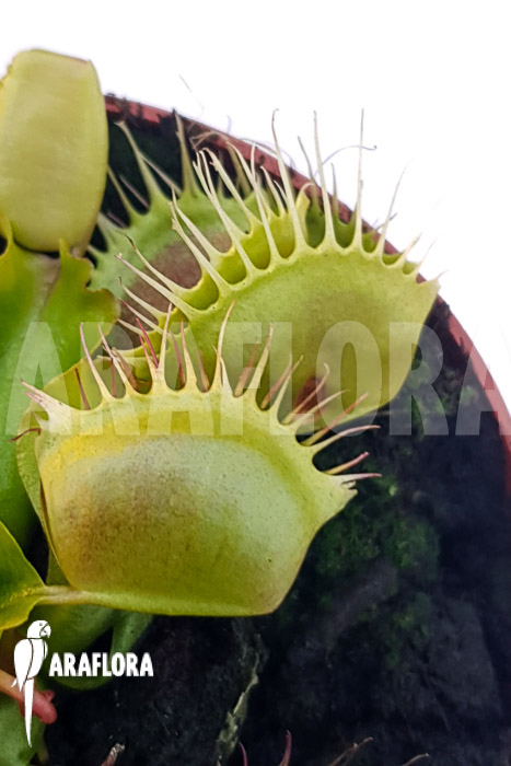 Dionaea muscipula ‘One and only 01’