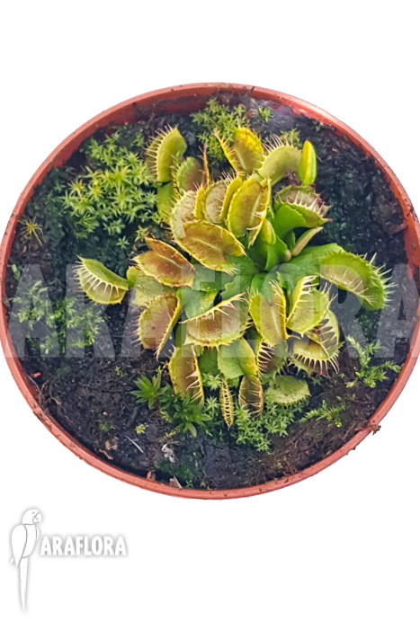 Dionaea muscipula ‘One and only 03’
