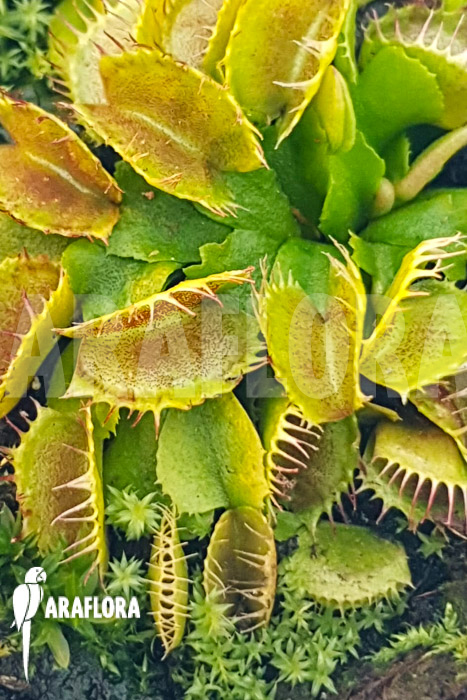 Dionaea muscipula ‘One and only 03’