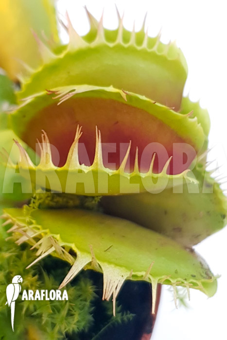 Dionaea muscipula ‘One and only 04’