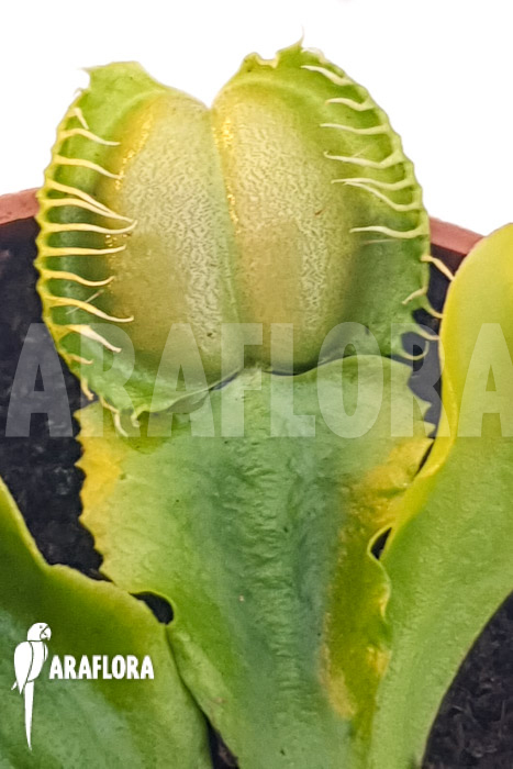 Dionaea muscipula ‘One and only 05’