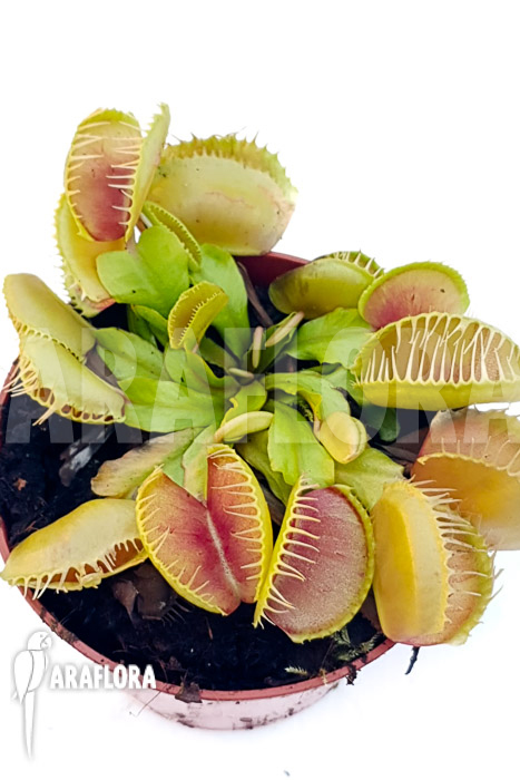Dionaea muscipula ‘One and only 08’