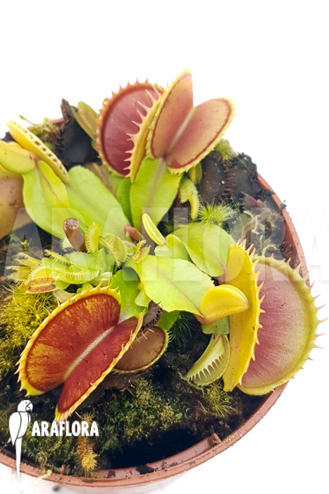 Dionaea muscipula ‘One and only 11’