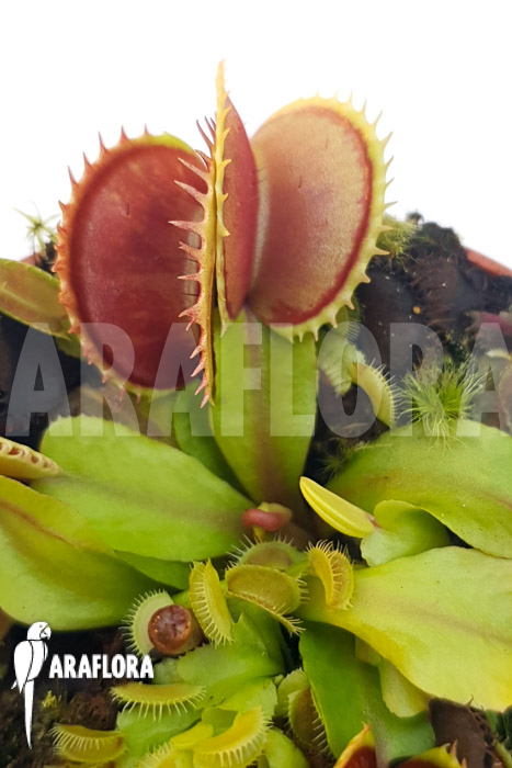 Dionaea muscipula ‘One and only 11’