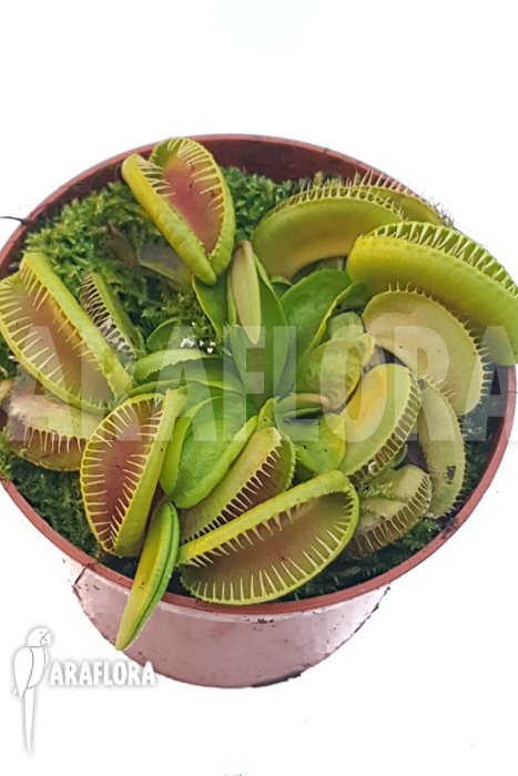 Dionaea muscipula ‘One and only 14’