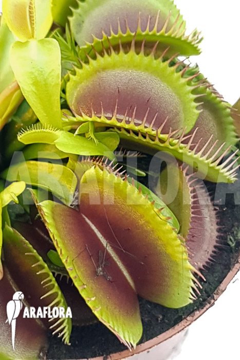 Dionaea muscipula ‘One and only 16’
