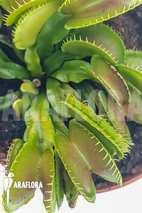 Dionaea muscipula ‘One and only 17’