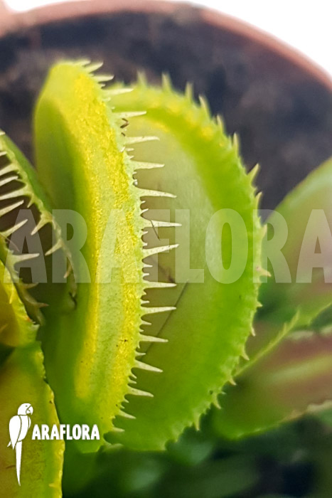 Dionaea muscipula ‘One and only 17’