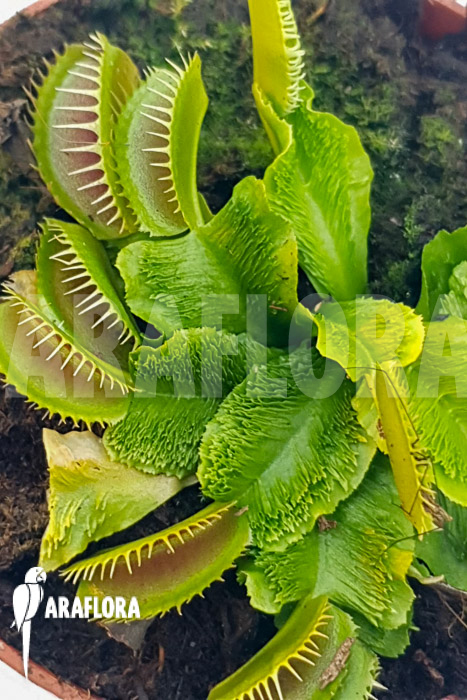 Dionaea muscipula ‘One and only 19’