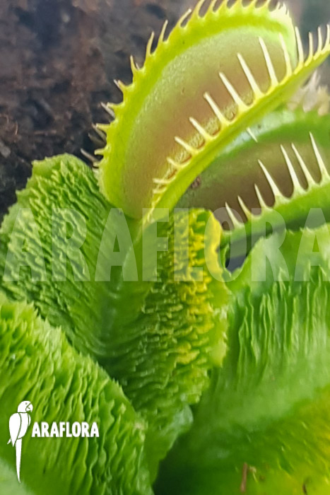 Dionaea muscipula ‘One and only 19’