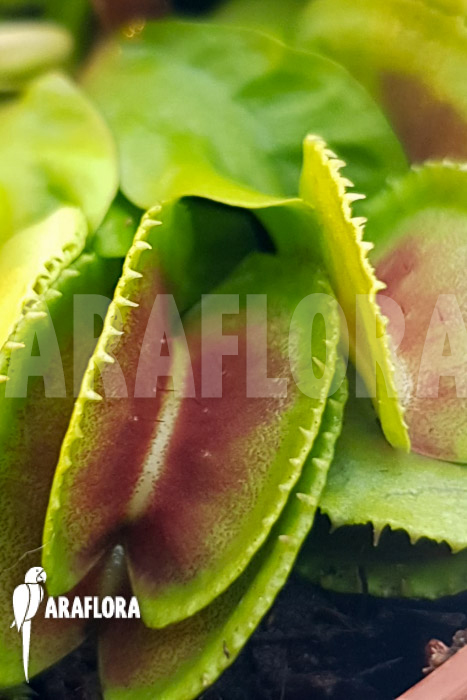 Dionaea muscipula ‘One and only 23’
