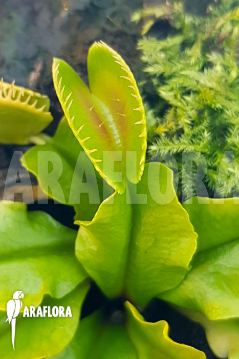 Dionaea muscipula &lsquo;One and only 24&rsquo;