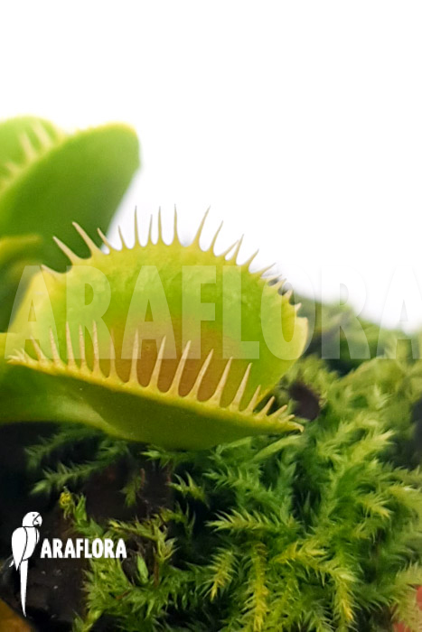 Dionaea muscipula &lsquo;One and only 24&rsquo;