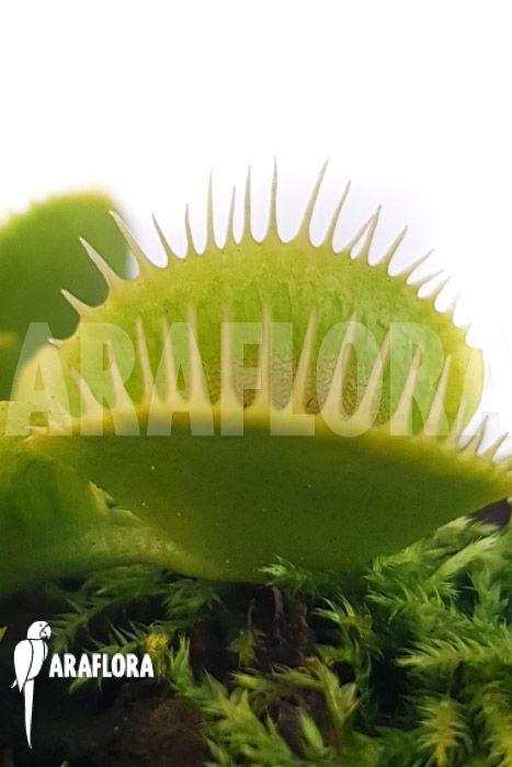 Dionaea muscipula &lsquo;One and only 24&rsquo;