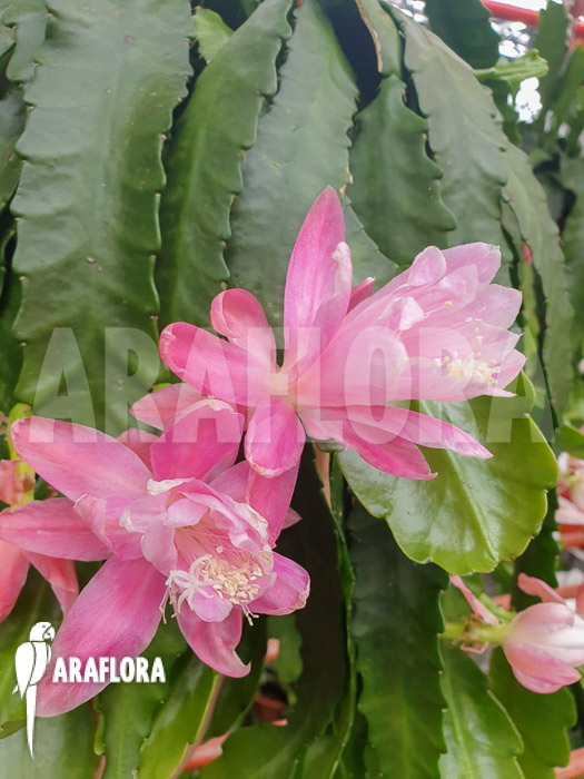 Disocactus phyllanthoides ‘Deutsche Kaiserin’