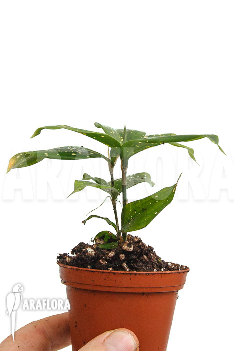 Dracaena surculosa &lsquo;Florida Beauty&rsquo;