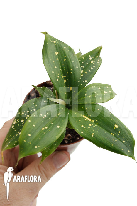 Dracaena surculosa &lsquo;Florida Beauty&rsquo;