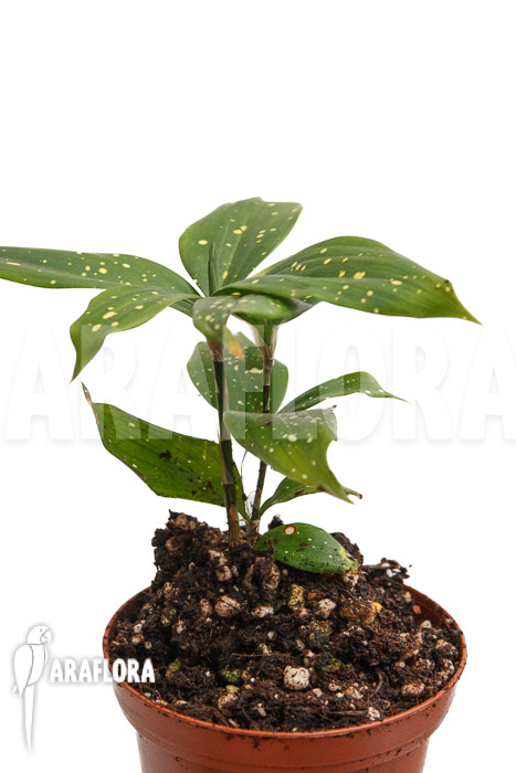 Dracaena surculosa &lsquo;Florida Beauty&rsquo;