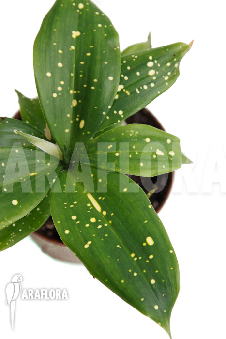 Dracaena surculosa &lsquo;Florida Beauty&rsquo;