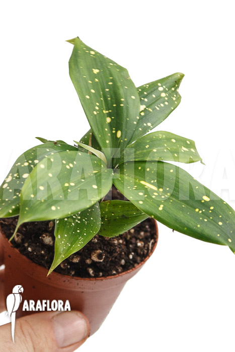 Dracaena surculosa &lsquo;Florida Beauty&rsquo;