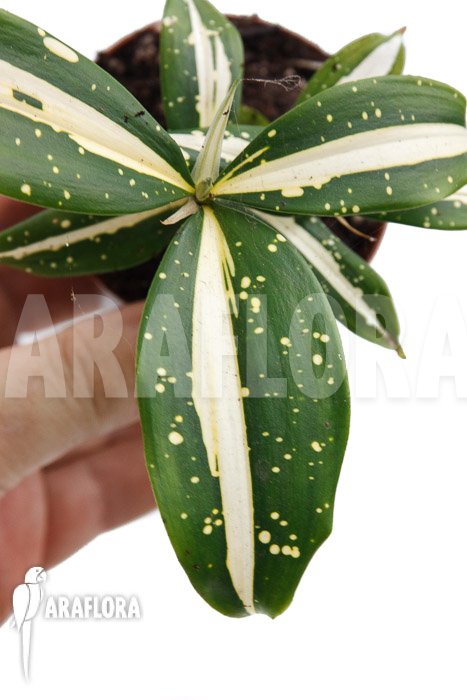 Dracaena surculosa &lsquo;Milky Way&rsquo;