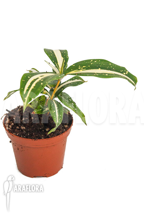 Dracaena surculosa &lsquo;Milky Way&rsquo;