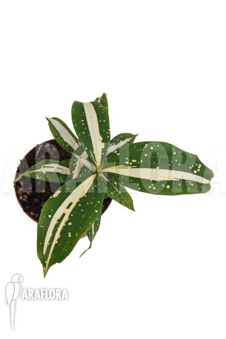 Dracaena surculosa &lsquo;Milky Way&rsquo;
