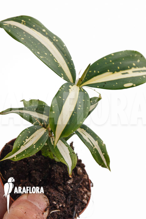 Dracaena surculosa &lsquo;Milky Way&rsquo;
