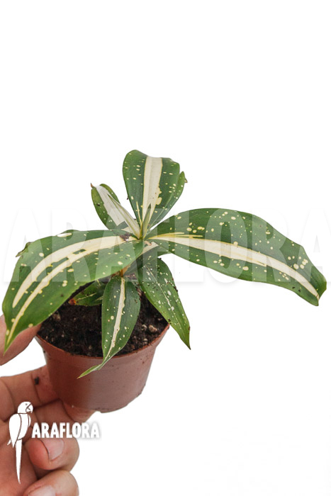 Dracaena surculosa &lsquo;Milky Way&rsquo;
