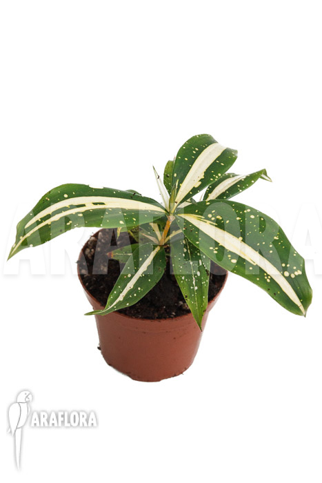 Dracaena surculosa &lsquo;Milky Way&rsquo;