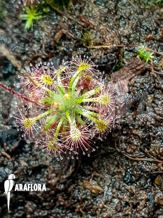 Drosera leucostigma