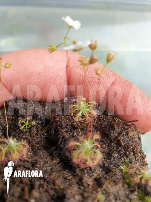 Drosera leucostigma