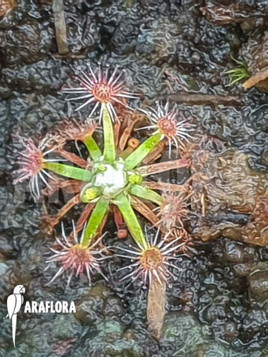 Drosera pycnoblasta