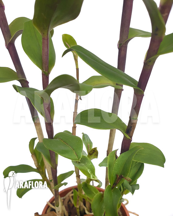 Epidendrum-capricornu-5