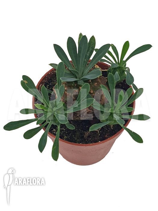 Euphorbia bupleurifolia ‘Starter’