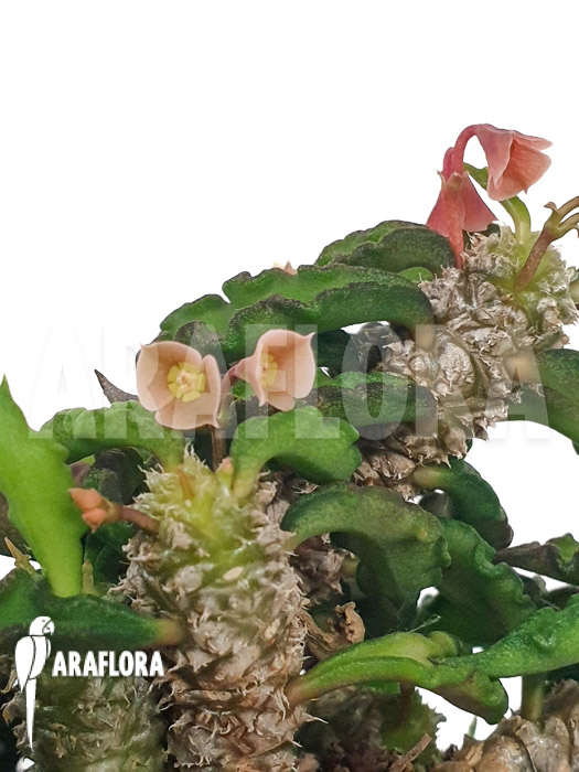 Euphorbia decaryi ‘L’