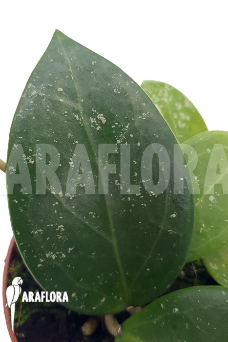 Hoya parasitica ‘splash’