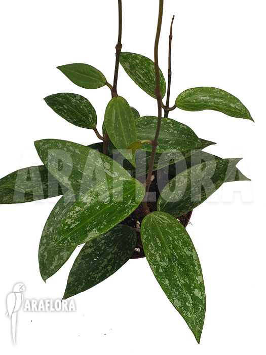 Hoya sp rangsan ‘Starter’