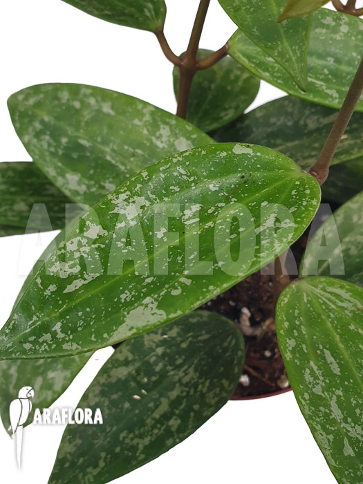 Hoya sp rangsan ‘Starter’