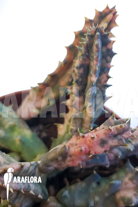 Huernia zebrina ‘pink’