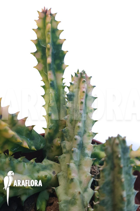 Huernia zebrina ‘white’