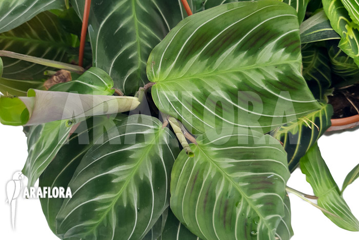 Marantha &lsquo;No id&rsquo;