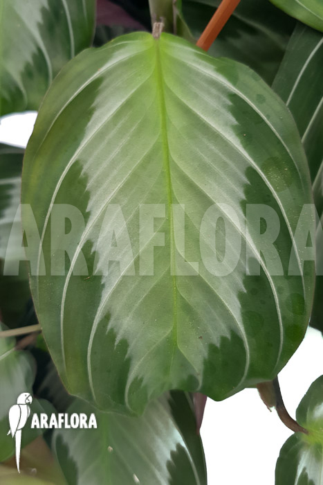 Marantha &lsquo;silverband&rsquo;