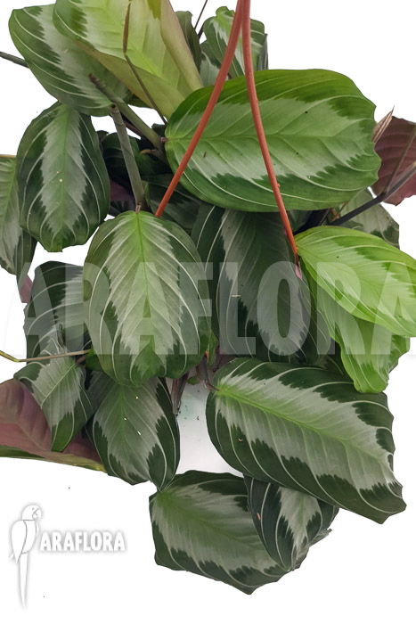 Marantha &lsquo;silverband&rsquo;