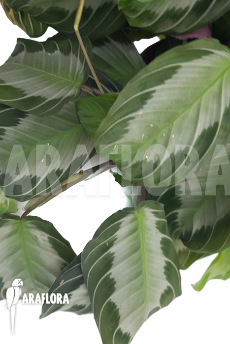 Marantha &lsquo;silverband&rsquo;