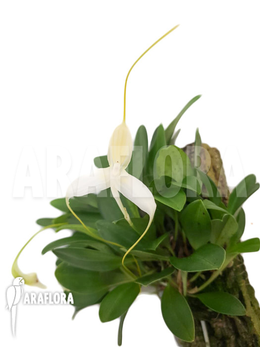 Masdevallia apparitio