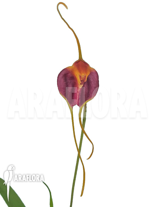 Masdevallia-lata-6