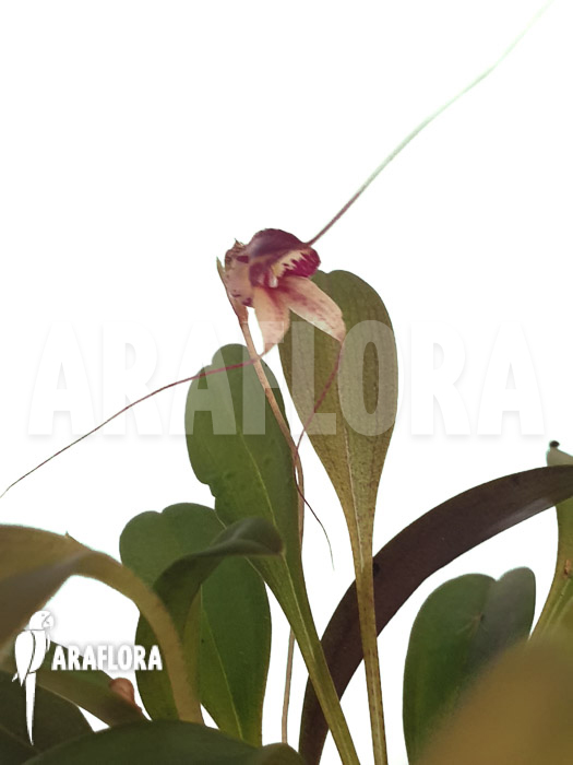 Masdevallia nidifica ‘Red Yellow’