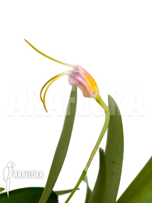 Masdevallia paivaeana