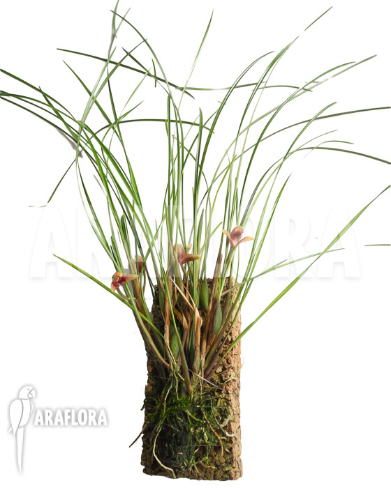 Maxillaria atrosanguinea